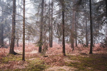 Obraz premium Green mossy forest in winter fog with wet tree trunks and a cold moody atmosphere