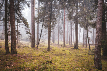 Obraz premium Green mossy forest in winter fog with wet tree trunks and a cold moody atmosphere