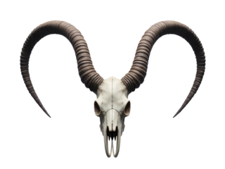 Aram's skull with long horns on a white background, useful for decorations or as a symbol of nature