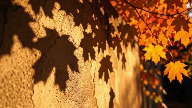 Golden hour sunlight casts intricate maple leaf shadows on a textured wall, with vibrant autumn foliage in the background.