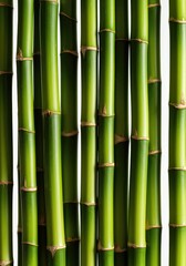 Obraz premium Close up shot of fresh green bamboo stalks arranged vertically against a pure white studio background ,cane ,background ,tropical