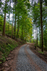 Fototapeta premium Waldweg im Sommer