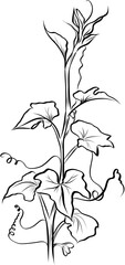 Cucumber Vine Leaves Hand Drawn Botanical Illustration