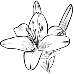 Lily Flower with Two Buds Hand Drawn Illustration
