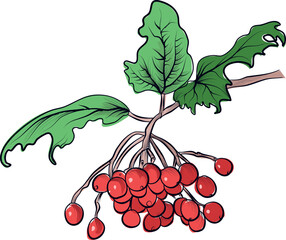 Viburnum Branch With Red Berries Drawing