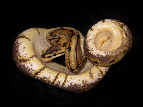 Ball python, Python Regius, spider morph genetic, captivity