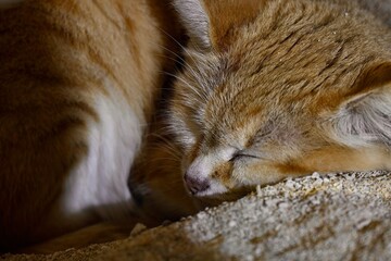 ぐっすりと眠るスナネコ　ネオパークオキナワ