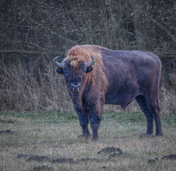 Wisent in Białowieża forest