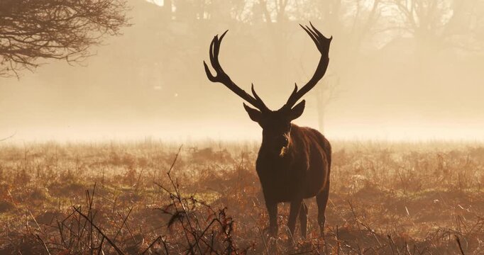 Silhouette of Red deer stag standing in a meadow against dramatic, golden, misty sunrise in autumn