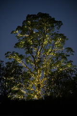 マジックアワーに輝くイルミネーションツリーの幻想風景