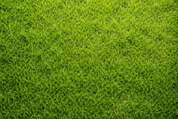 Obraz premium Fresh green grass texture, full frame
