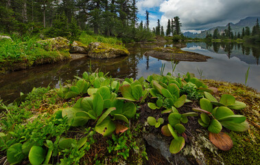 Russia. Krasnoyarsk Territory, Eastern Sayan Mountains. Summer evening on the shore of the Azure mountain lake with badan thickets in the Ergaki Natural Mountain Park.