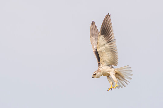 black‑winged kite (Elanus caeruleus)