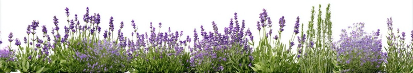 Obraz premium lavender flowers 