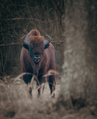 european bison in Bialowieza forest