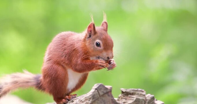 Portrait of a cute red squirrel eating green hazelnuts on a tree stump