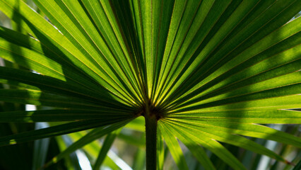 Close-up of a fan-shaped palm leaf with vibrant green fronds radiating from the center, illuminated by sunlight.