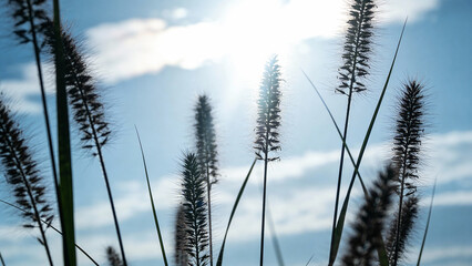 Silhouetted grasses against a bright sky with sun shining through