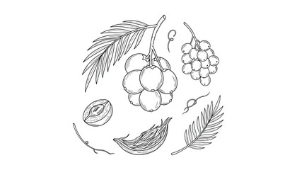 Acai berries and plant elements in doodle style drawn vector illustration © GoDesigner