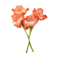 Orange gladiolus flower stems isolated on transparent background