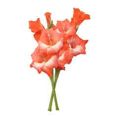 Orange gladiolus flower stems isolated on transparent background
