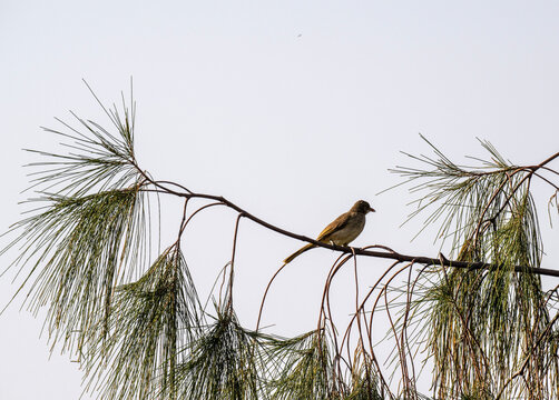 A common bulbul in the wild in the swamps near Hua Hin, Thailand.