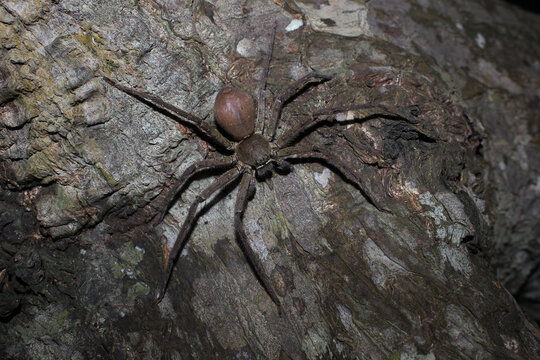 Pantropical huntsman spider, Heteropoda venatoria, Bentota, Sri Lanka