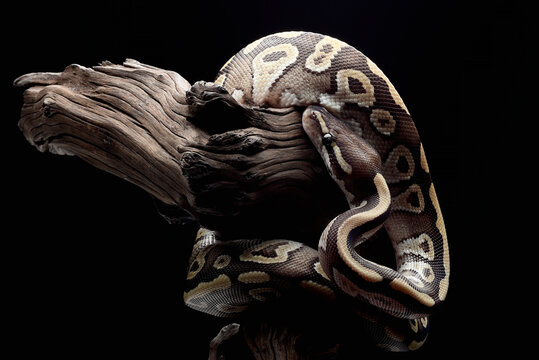 tiger morph ball python on a tree branch