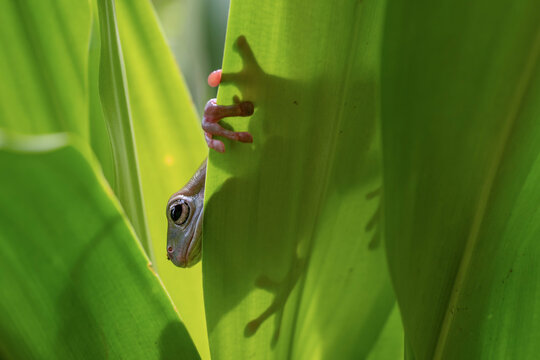 Green Tree Frog on a leaves. whites tree frog sitting on leaf