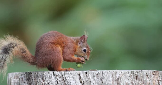 Portrait of a cute red squirrel eating green hazelnuts on a tree stump