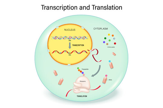 Transcription and Translation of Eukaryotic cell. Synthesis of protein. Genetic code. DNA, RNA and Protein. Synthesis of mRNA.