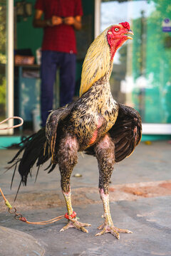 Full-length shot of a tall Asil rooster with striking cream hackles and long yellow legs standing on a concrete porch