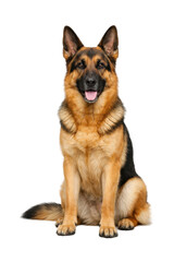 Full-body portrait of an adult German Shepherd dog sitting upright and facing forward, with alert pointed ears, intelligent expression, and tongue slightly out. Strong athletic build