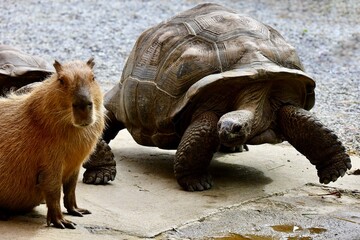 カピパラが大好きで駆け寄るリクガメ