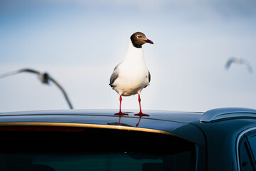 Black-headed gull perched against blue sky, wildlife bird portrait