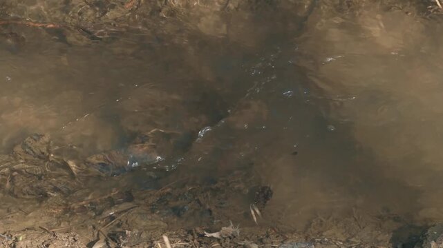 A cold spring stream flows along the ground. Water from melted snow flows down the mud.