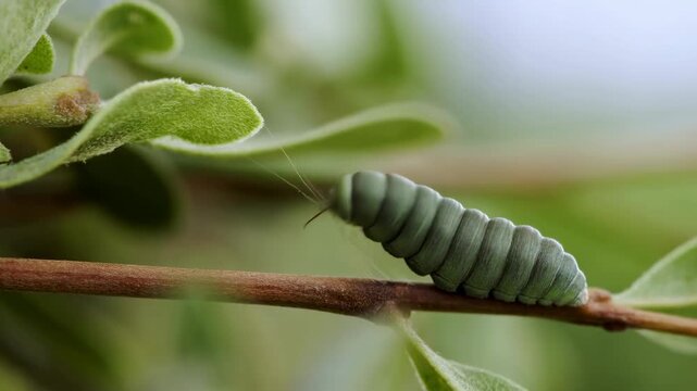 Caterpillar crawling on branch in lush greenery: a macroscopic journey through nature