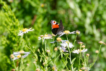European peacock butterfly (Aglais io) sitting on a daisy in Zurich, Switzerland
