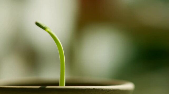 Timelapse of sprouting plant in pot showing growth and movement