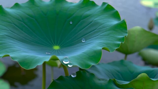 Raindrops gently roll across large green lotus leaf in slow motion