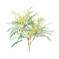 Naklejka premium 3d illustration of Grape holly plant isolated on transparent background