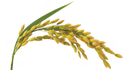 Rice plant with yellow grains isolated on a transparent background