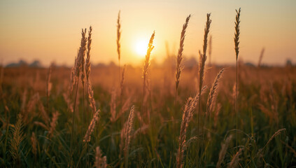 Fototapeta premium Golden grass field sunrise warm light peaceful mood