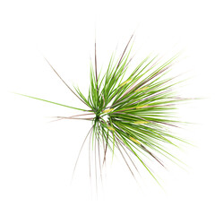 Fototapeta premium 3d illustration of Japanese rush grass isolated on transparent background from top view