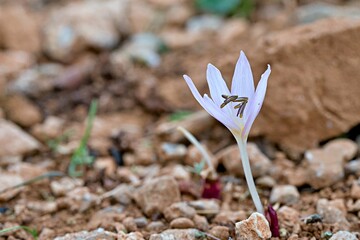 Cretan Colchicum (Colchicum cretense), Crete