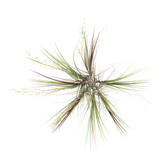 Obraz premium 3d rendering of ​​Broomsedge bluestem grass isolated on transparent Canvas from the top view