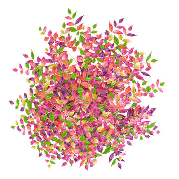 3d rendering of ​​Heavenly bomboo tree isolated on transparent Canvas from the top view