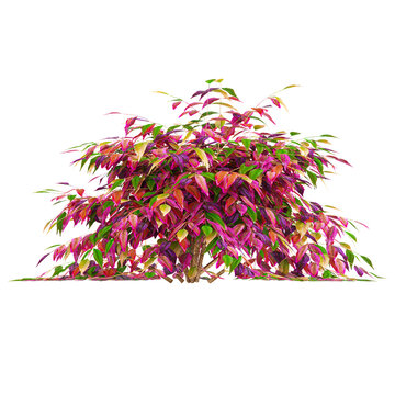 3d rendering of ​​Heavenly bomboo tree isolated on transparent Canvas