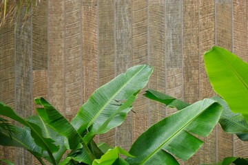 木の壁とバナナの葉　バショウ