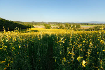 Beautiful Yellow flower of Sunn hemp